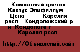 Комнатный цветок-Кактус Эпифиллум  › Цена ­ 200 - Карелия респ., Кондопожский р-н, Кондопога г.  »    . Карелия респ.